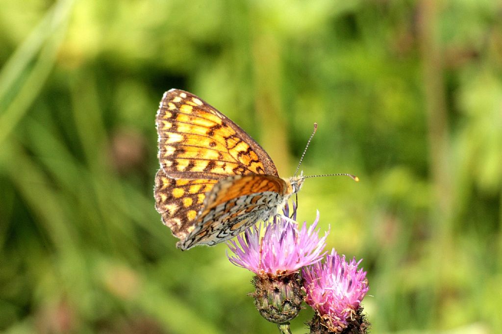 Melitaea phoebe?